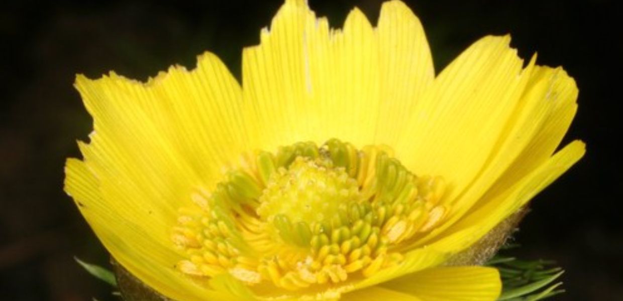 An open yellow flower, representing spring - Adonis vernalis or 'Pheasant's eye'
